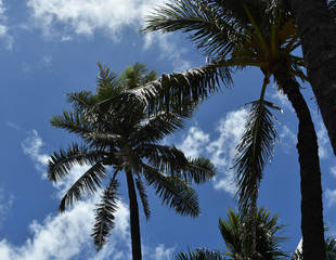 Fototapeta na wymiar Palm Tree Pandemonium - Botany Thoughts