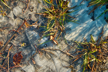 Ice pattern.The water is frozen on the ground and autumn dead grass.