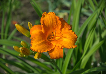 beautiful blossoming lelein flower