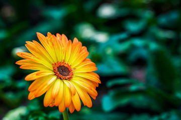 Yellow daisies, bellis, perennis, buds bloom in orange in the garden, it is a native in the southeast known as a close-up, bright background.