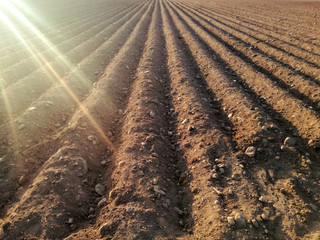 Plowed agricultural land, furrows. Dry field. Rural landscape to the horizon without sowing....