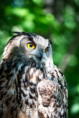 The Eurasian eagle-owl is a species of eagle-owl that resides in much of Eurasia. It is also called the European eagle-owl and in Europe, it is occasionally abbreviated to just eagle-owl