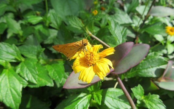 Brown skipper butterfly on yellow flower in Florida nature, closeup
