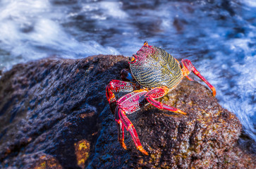 krebse auf stein in poris - tenerife 
