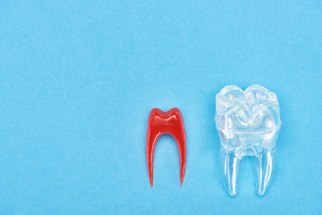 top view of silicone tooth model near red dental root isolated on blue