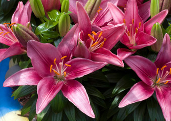 Outdoor pink Lillies in bloom in summer. - 282764807