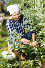 Young woman farmer gathers ripe peas in the garden