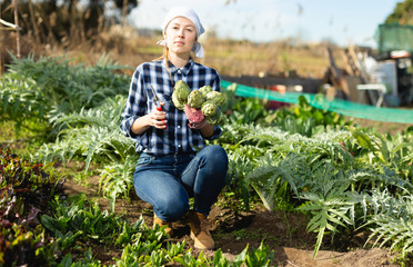 Girl cuts ripe artichokes with a pruner in the garden