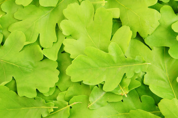 Young oak green leaves background