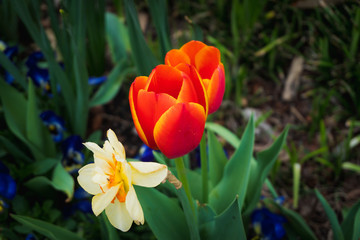 flower blooming in the park