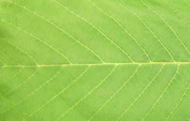 Leaf texture