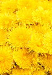 Obraz premium Dandelions background