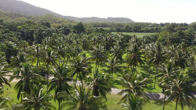 Beautiful coconut tree fields view from above in a tropical location. Plantation of coconut for industrial production, holiday destination and coconut harvesting. Coconut farm