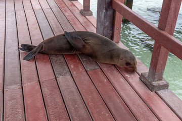 Sea lion lying in a wooden port on Isabela Island in Galapagos