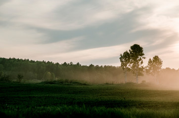 Dawn in a green forest with fog.