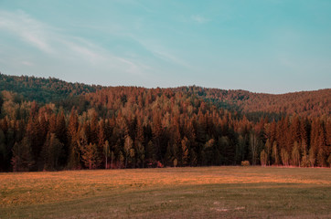 Fototapeta premium Wilted autumn yellow forest