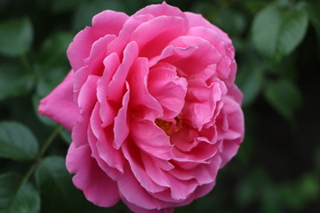 pink rose in the garden