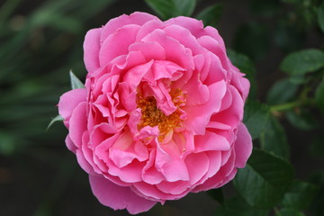 pink rose