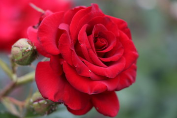 red rose