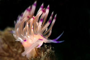 Nudibranch Coryphellina rubrolineata. Underwater macro photography from Anilao, Philippines