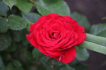 red rose