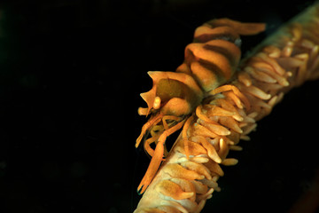 Zanzibar Whip Coral Shrimp (Dasycaris zanzibarica). Underwater macro photography from Anilao, Philippines