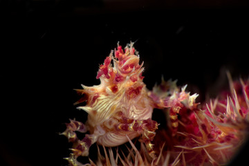 Fototapeta na wymiar Candy Crab (Hoplophrys oatesi). Underwater macro photography from Anilao, Philippines