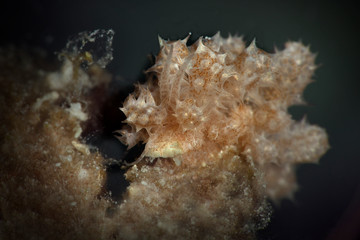 Fototapeta na wymiar Nudibranch Phyllodesmium koehleri. Underwater macro photography from Romblon, Philippines