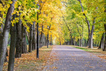 park brick alley, hight autumnal trees with bright orange foliage and street lamps