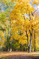 high park trees with bright yellow and orange leaves against blue sky background