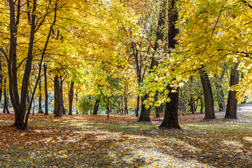 beautiful park landscape with tall trees with bright orange and yellow foliage during sunny autumnal day