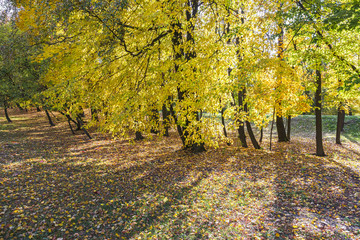Naklejka premium trees with yellow foliage in autumnal sunny day. park ground covered with dry fallen leaves