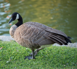 Goose Posing by Lake