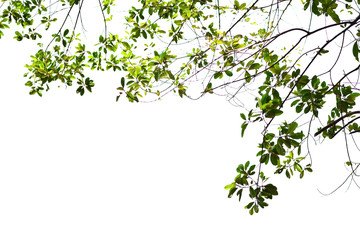 green leaves on white back ground. Delicate twigs.