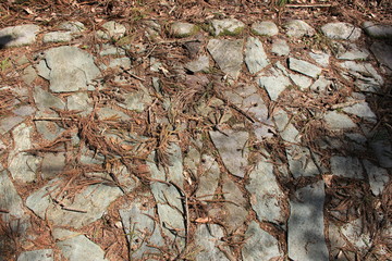 杉の落葉が降り積もった石畳