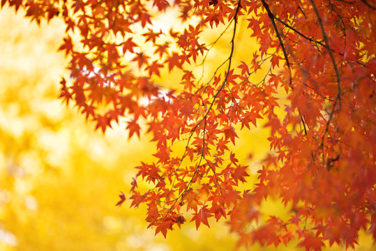 秋の黄葉と紅葉