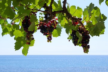Bunches of grapes at a vine. Blurred background of the mediterranean sea and blue sky