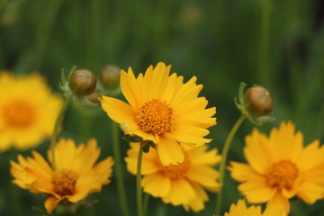 yellow flower