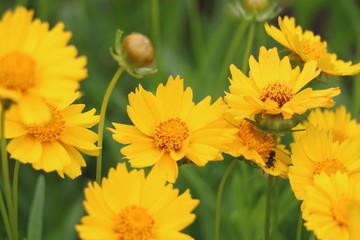 yellow flower
