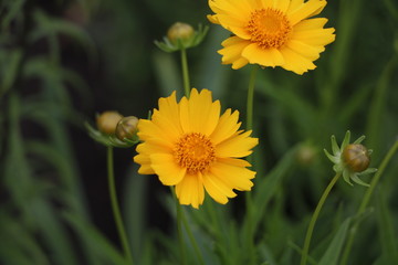 yellow flower