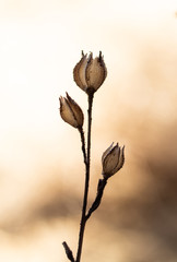 flower in the sunset