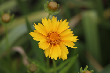 yellow flower