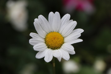 white daisy