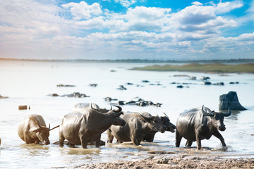 Water buffalo in river with cloud blue sky