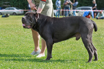 Cute italian mastiff is standing on a spring meadow with his owner. Pet animals.