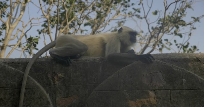 A monkey lies on top of an ancient wall.