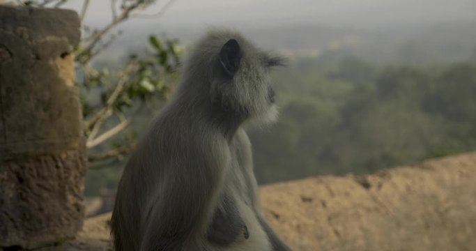 A Langoor monkey sits on a wall at Ranthambore Fort