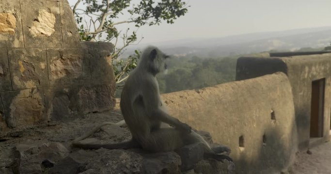 A langur monkey sits on a wall of Ranthambore Fort