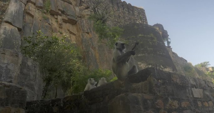 A monkey inspects its paw with a view of Ranthambore Fort behind it.