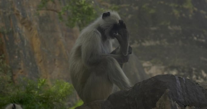 A monkey inspects its paw